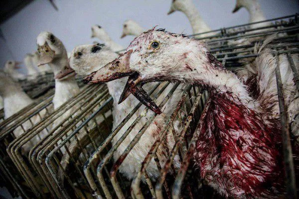 foie gras2