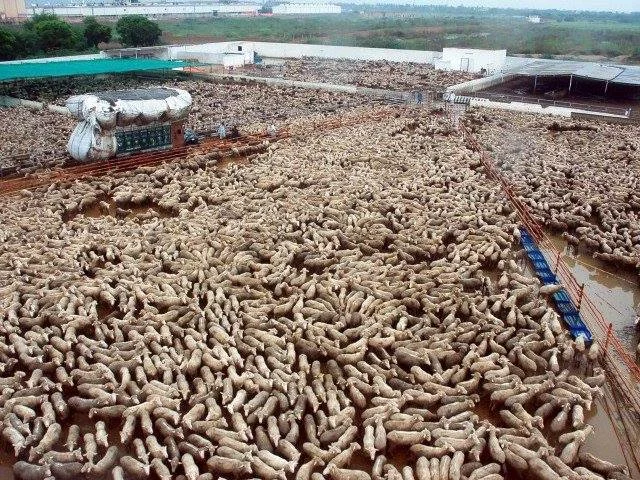 live export