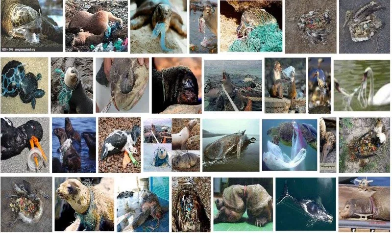 plastic kills