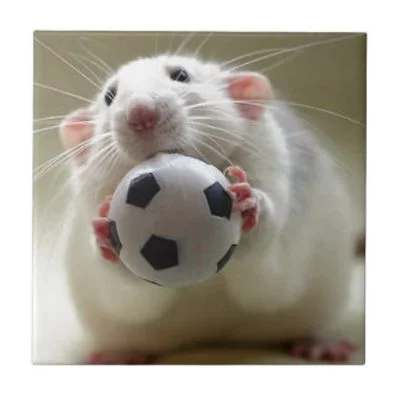 rat1