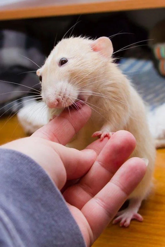 rat2
