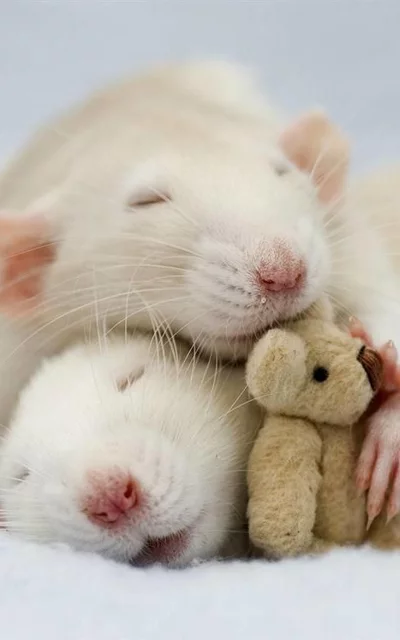 rat3