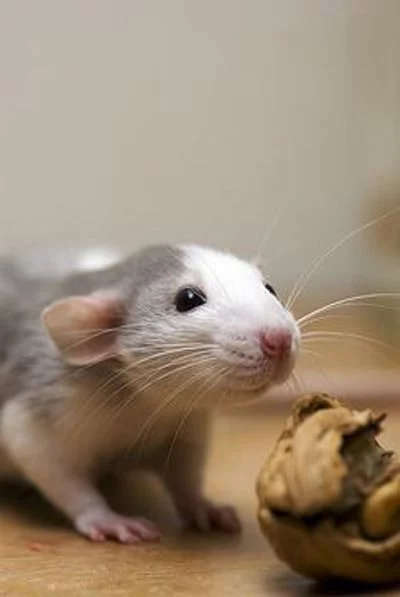 rat4