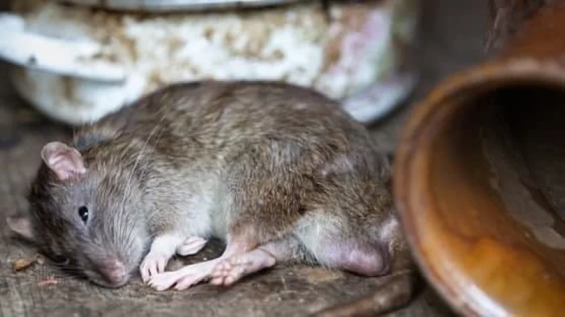 poisoned rat2