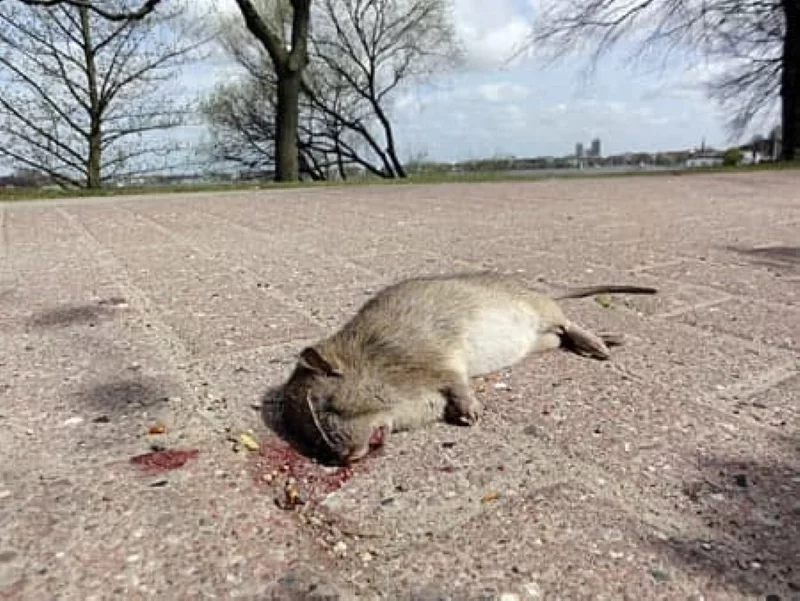 poisoned rat3