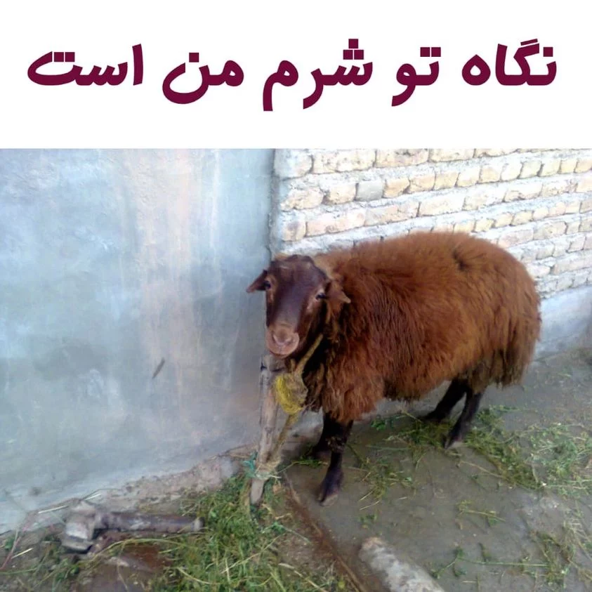 shame