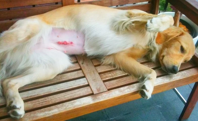 spay takin care