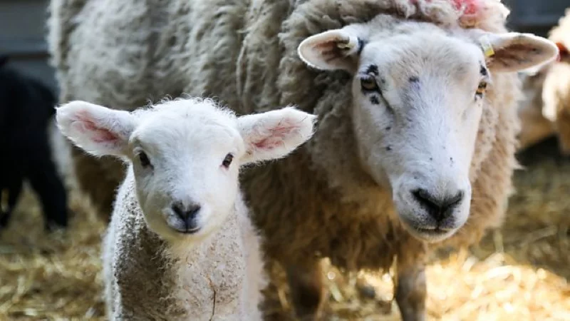 veganForAnimals