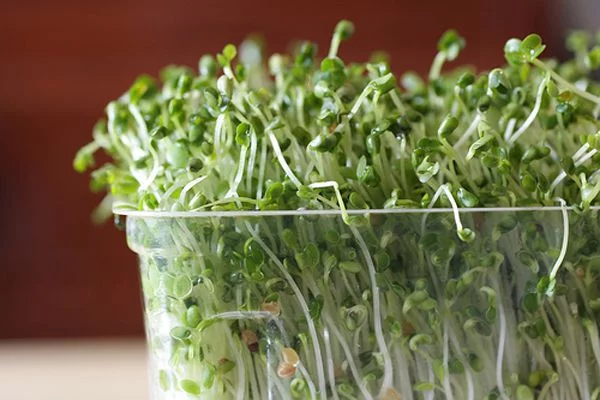 sprouts2