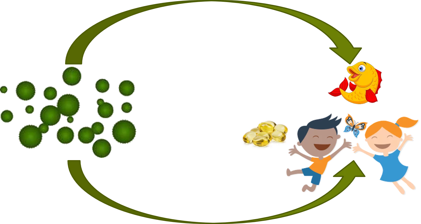 dha algae