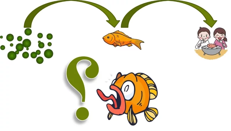 dha fish